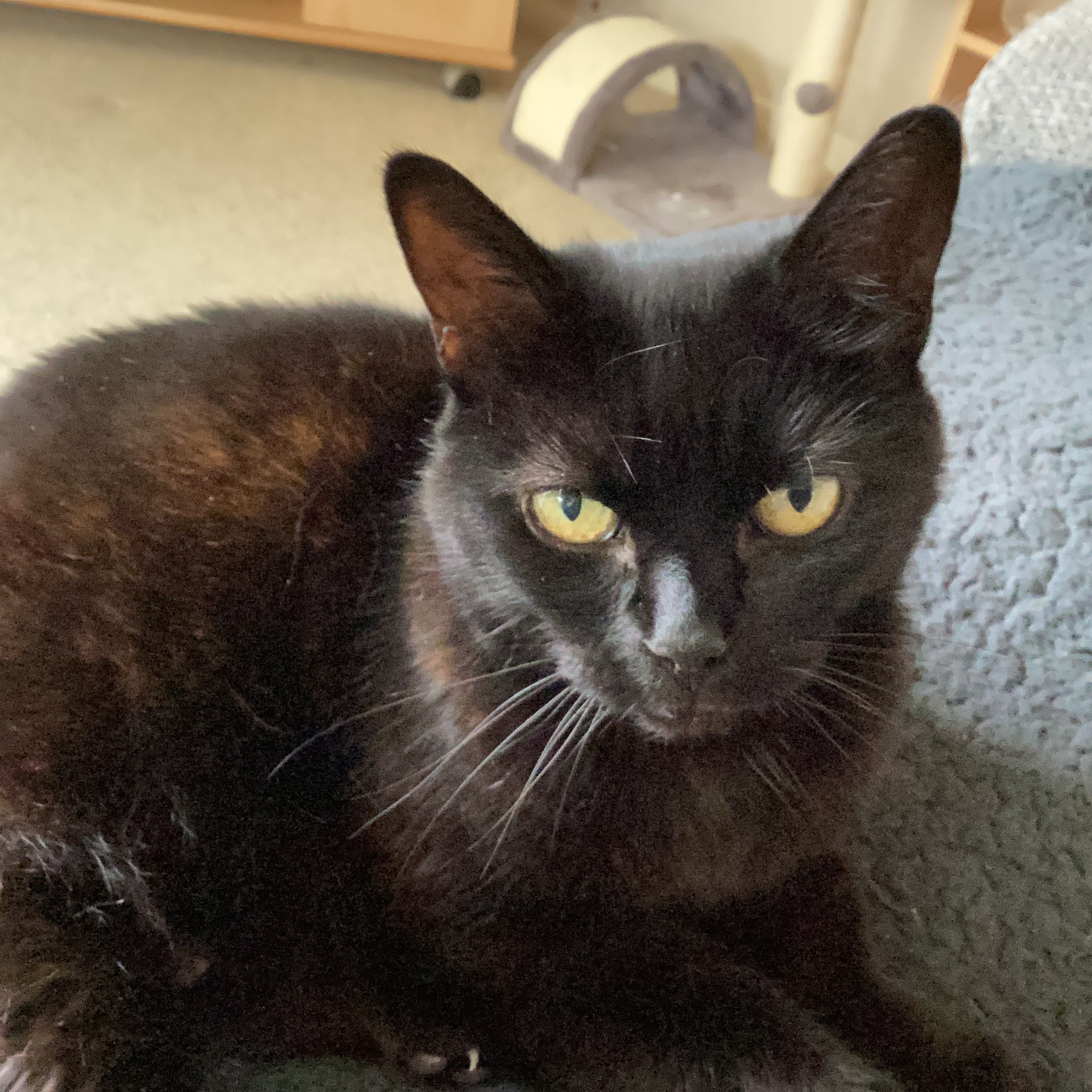 Ebony