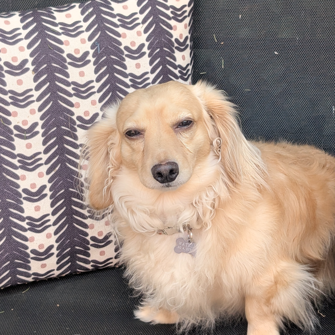 Bertie