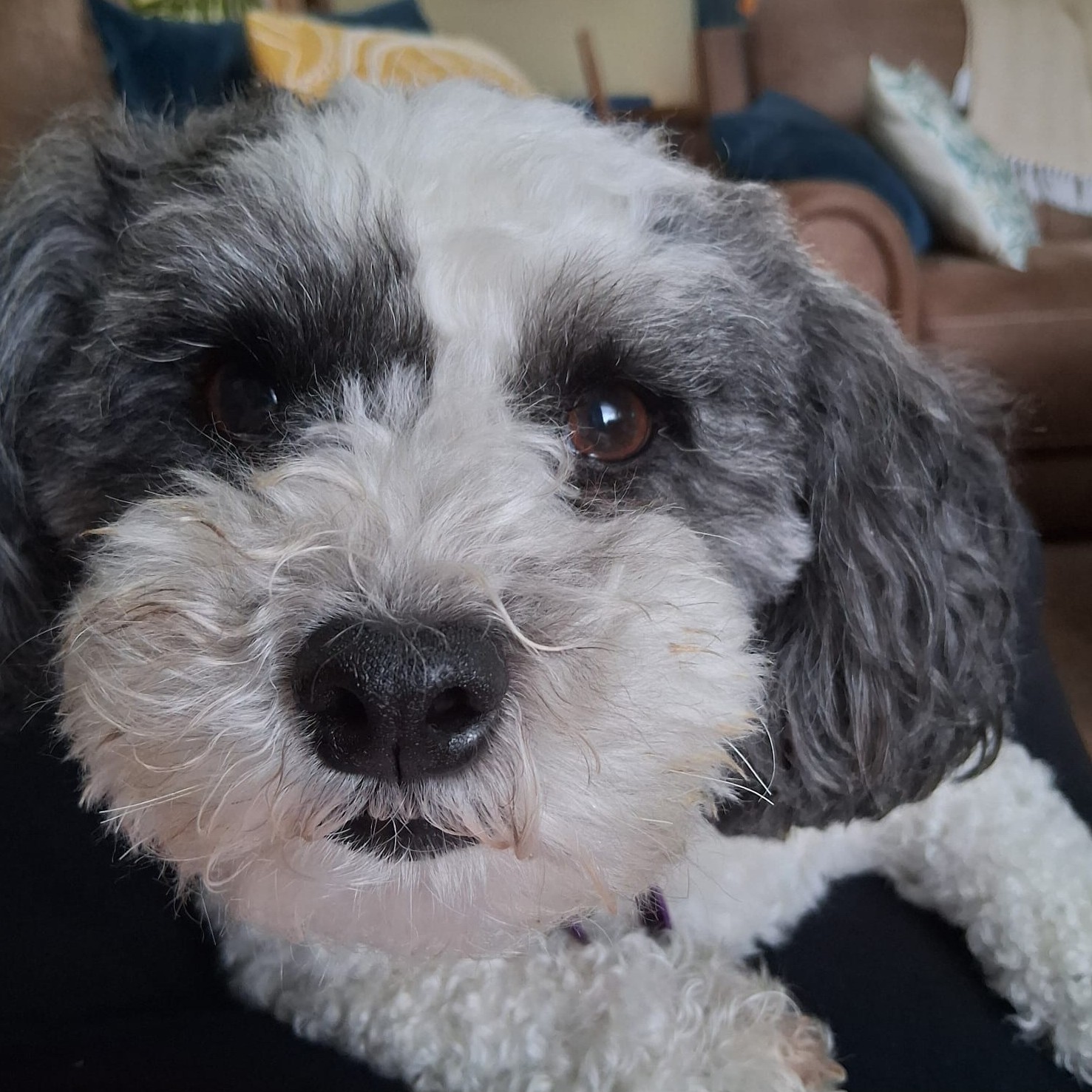 Bertie