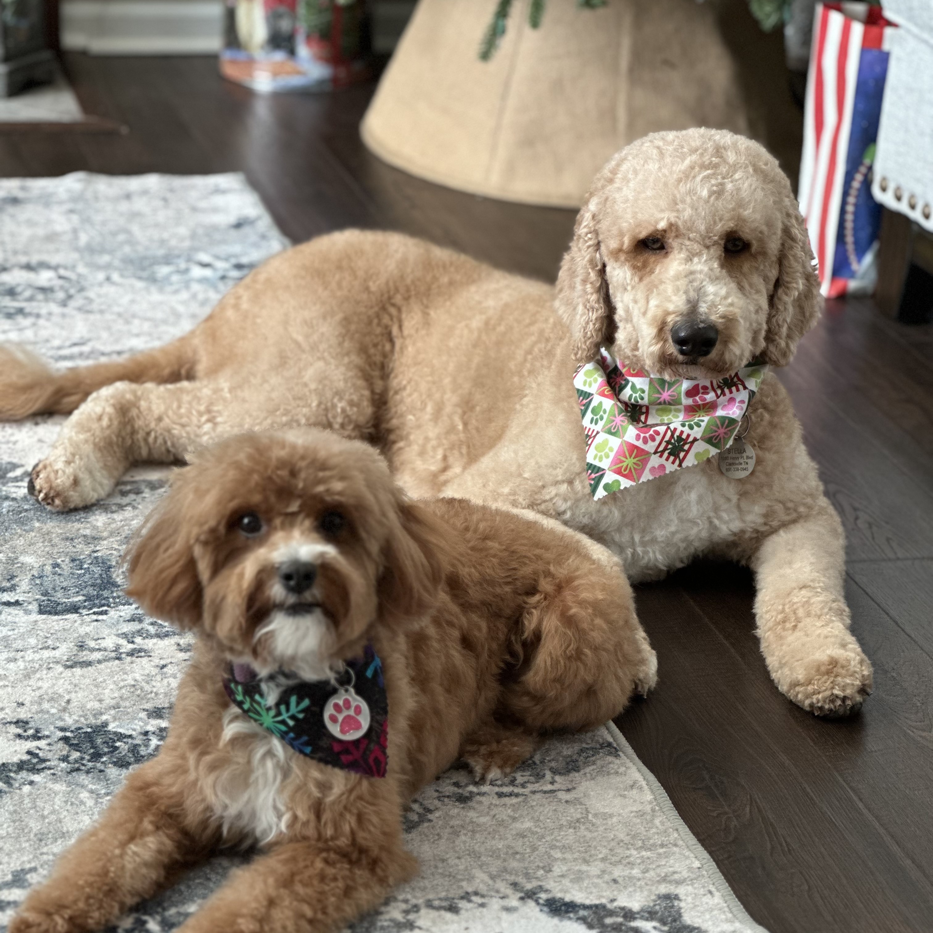 Stella and Bailey