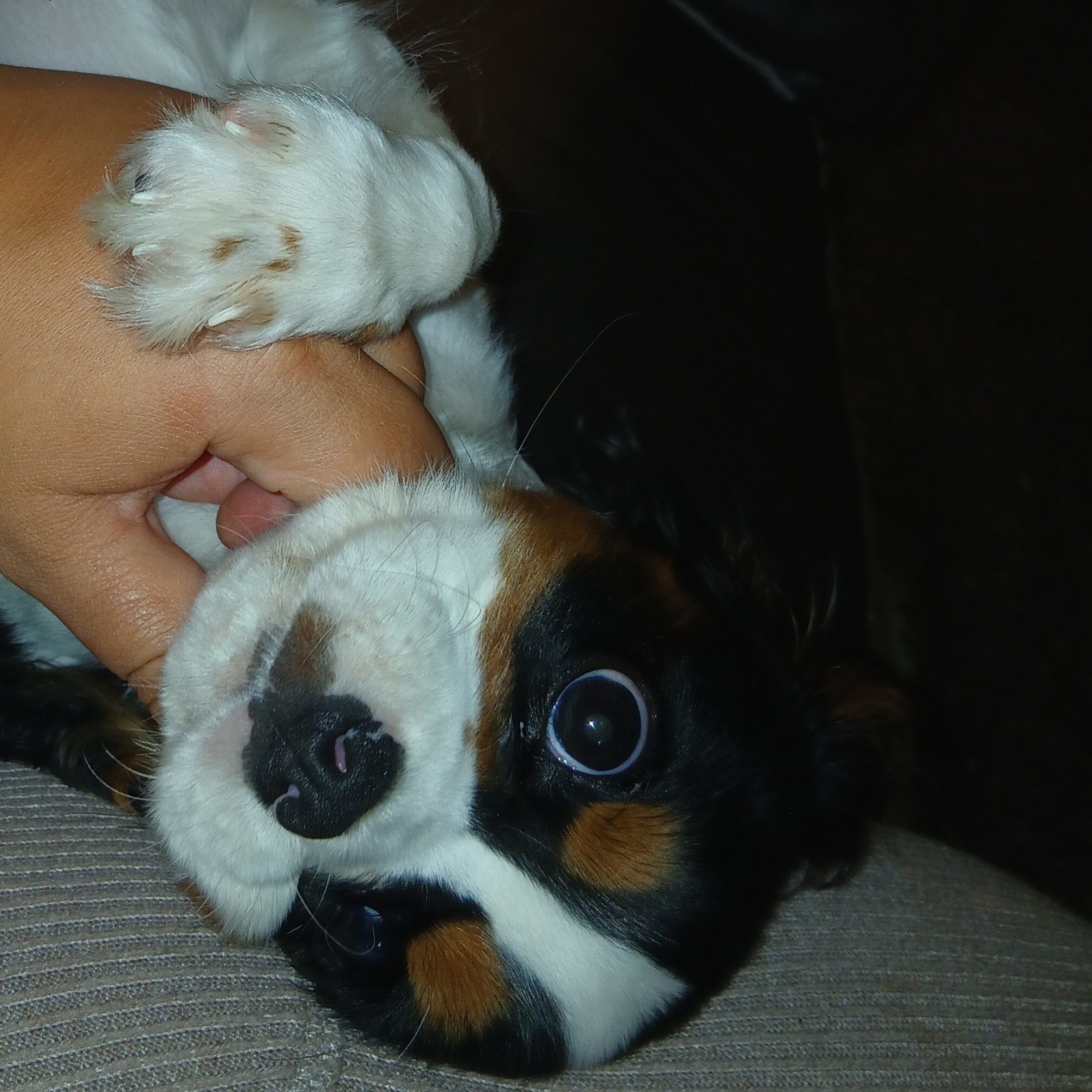 Rufus