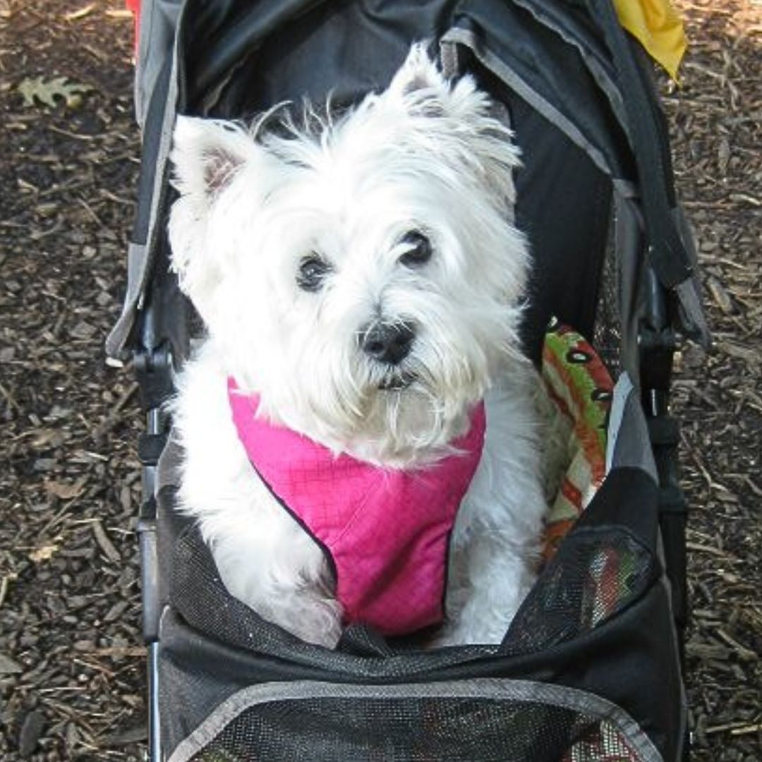 Kayla McDuff Westie Lee